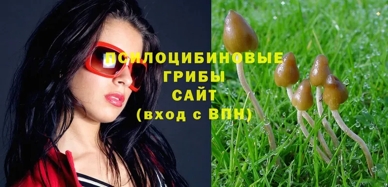 Галлюциногенные грибы Cubensis  купить  сайты  Курганинск 